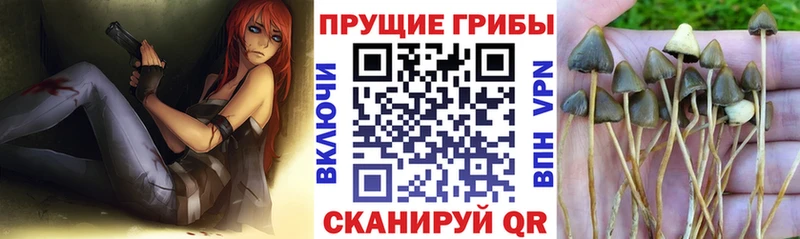Галлюциногенные грибы GOLDEN TEACHER  KRAKEN вход  Балей 